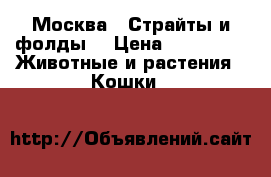 Москва . Страйты и фолды. › Цена ­ 10 000 -  Животные и растения » Кошки   